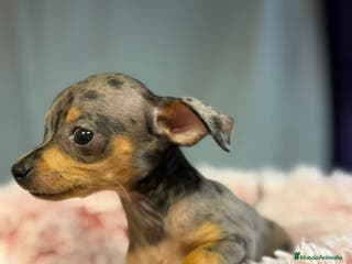 Ratón de Praga perros Ratón de Praga Merle hembra - Anuncio 2