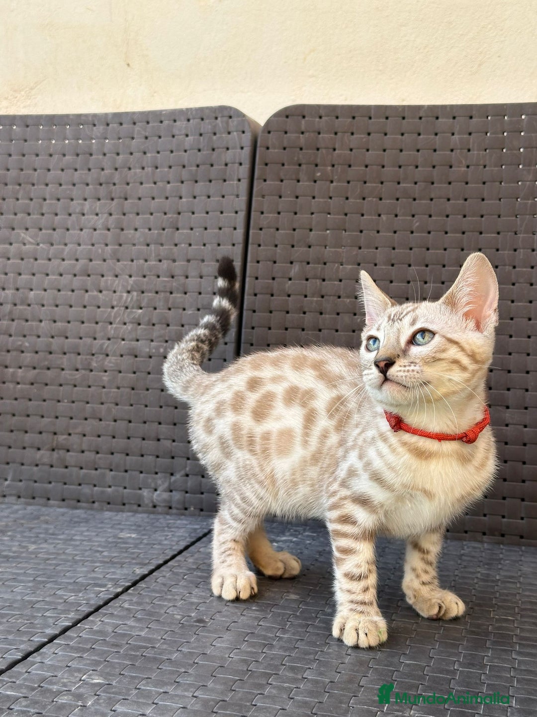 Bengalí gatos en venta: Bengalí Macho patrón snow - Imagen 4
