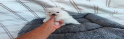 Pomerania perros en venta: POMERANIAS MACHITOS CHIQUITINES  - Anuncio 10