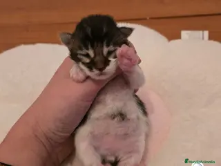 Maine Coon gatos Gatitos maine coon - Anuncio 20