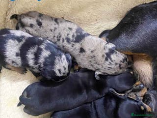 Teckel perros Camada Teckel de Tita Junior y Tilo - AQUANATURA en Barcelona - Anuncio 18