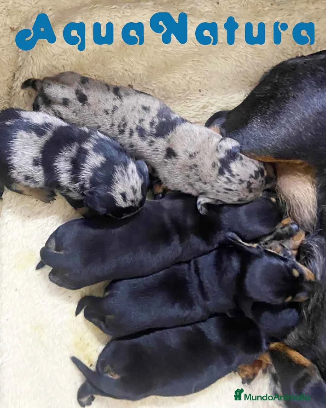 Teckel perros en venta: Camada Teckel de Tita Junior y Tilo - AQUANATURA en Barcelona - Anuncio 1