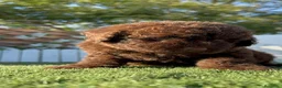 Perro de Agua Español perros en venta: PERRO DE AGUA ESPAÑOL - Anuncio 17