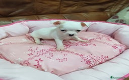 Chihuahua perros en venta: CHIHUAHUA TOY  - Imagen 6