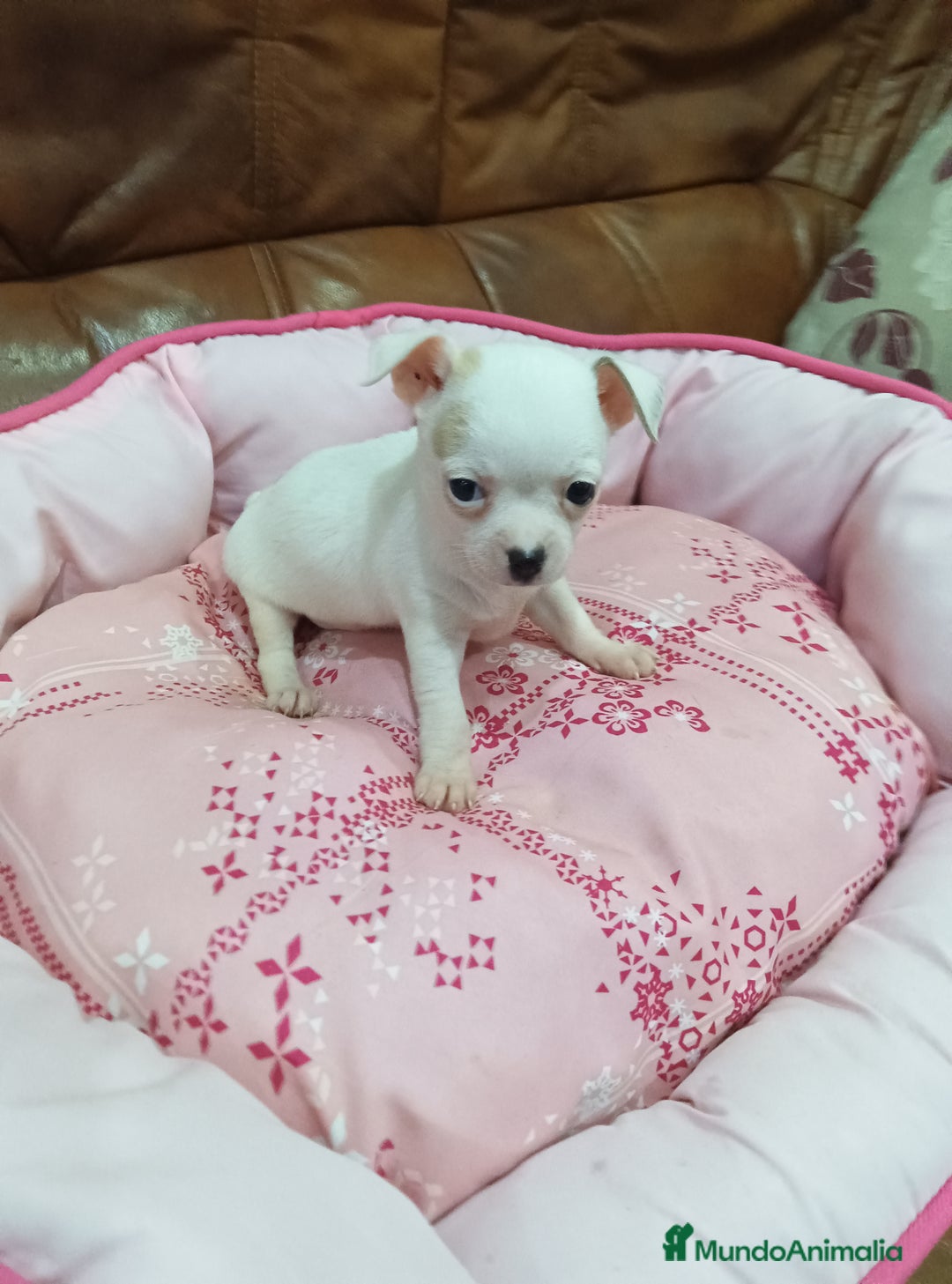 Chihuahua perros en venta: CHIHUAHUA TOY  - Imagen 6
