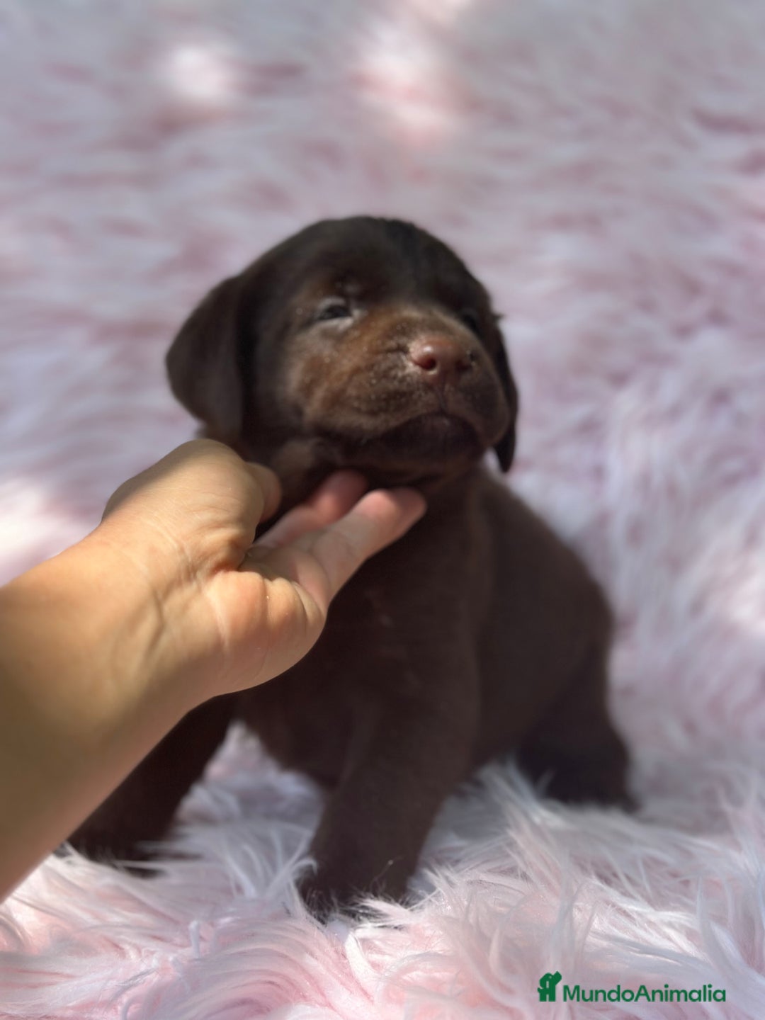 Labrador Retriever perros en venta: LABRADOR RETRIEVER CHOCOLATE - Imagen 6