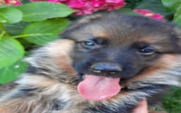 Pastor Alemán perros en venta: Pastores alemanes  - Imagen 9
