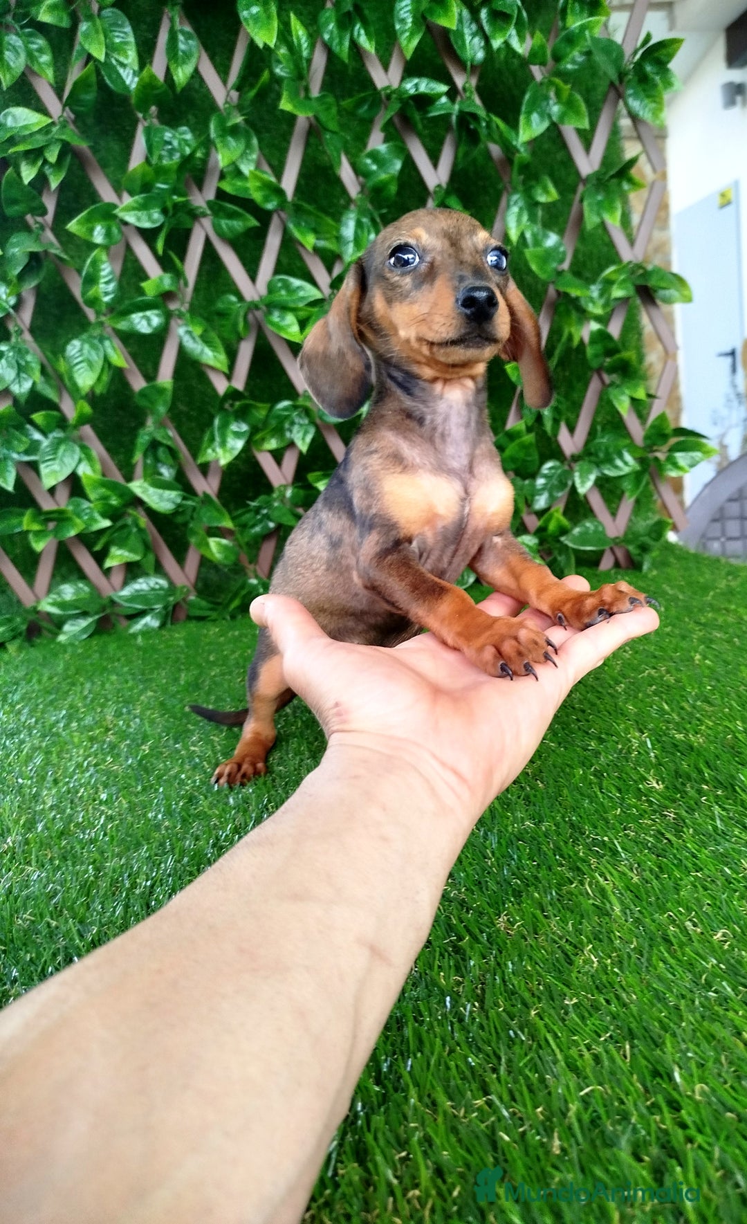 Teckel perros en venta: Teckels Mini  - Imagen 3