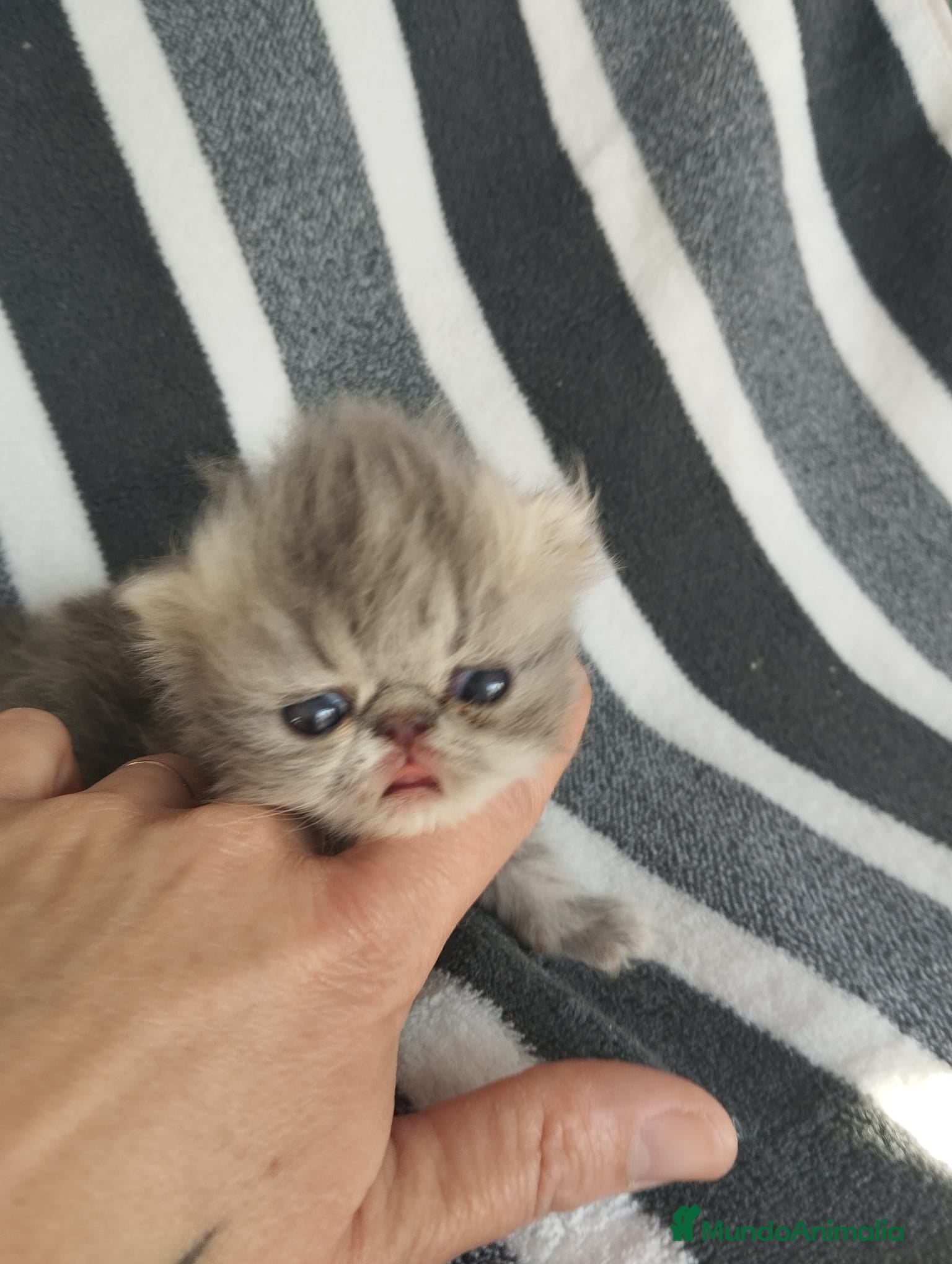 Persa gatos Persas - Anuncio 1