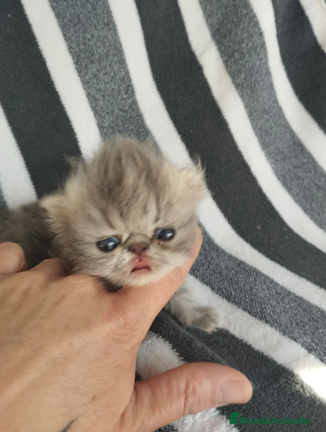 Persa gatos en venta: Persas - Anuncio 1