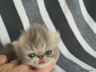 Persa gatos Persas - Anuncio 1