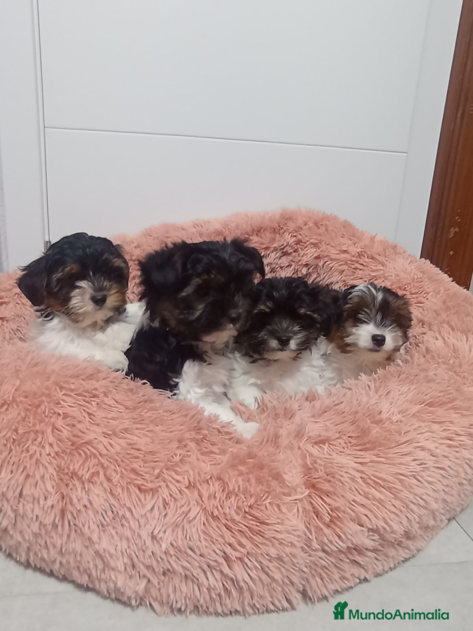 Biewer Yorkshire Terrier a la Pom Pon perros MACHO BIEWER en Madrid - Anuncio 2