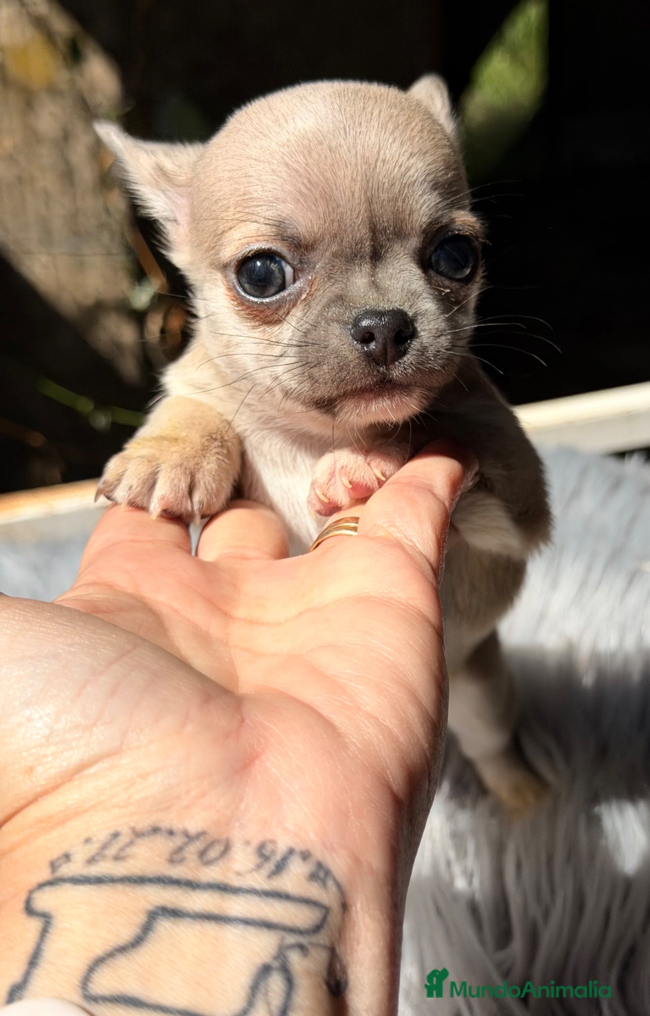 Chihuahua perros Chihuahua Minitoy  - Anuncio 2