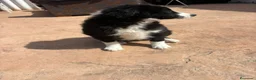 Border Collie perros en venta: Border collie En toda España personalmente  - Anuncio 3