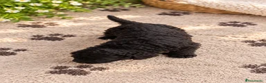 Perro de Agua Español 1