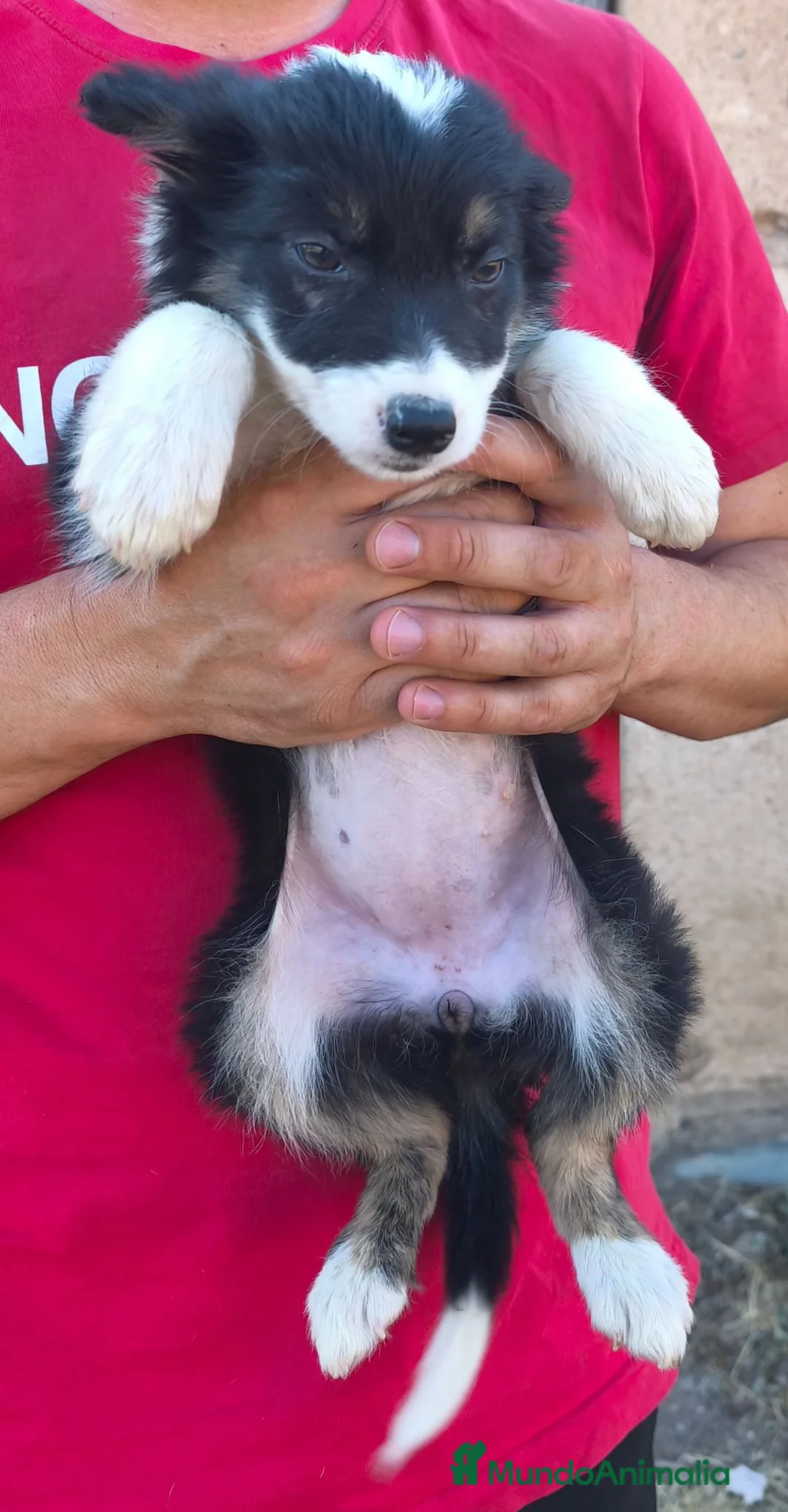 Border Collie perros en venta: Cachorros border collie! - Anuncio 7