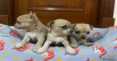 Chihuahua perros - Propaganda 4