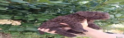 Perro de Agua Español perros en venta: Perro de agua  - Anuncio 1
