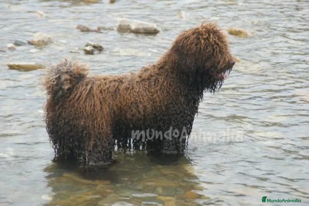 Imagen de galería {{count}}