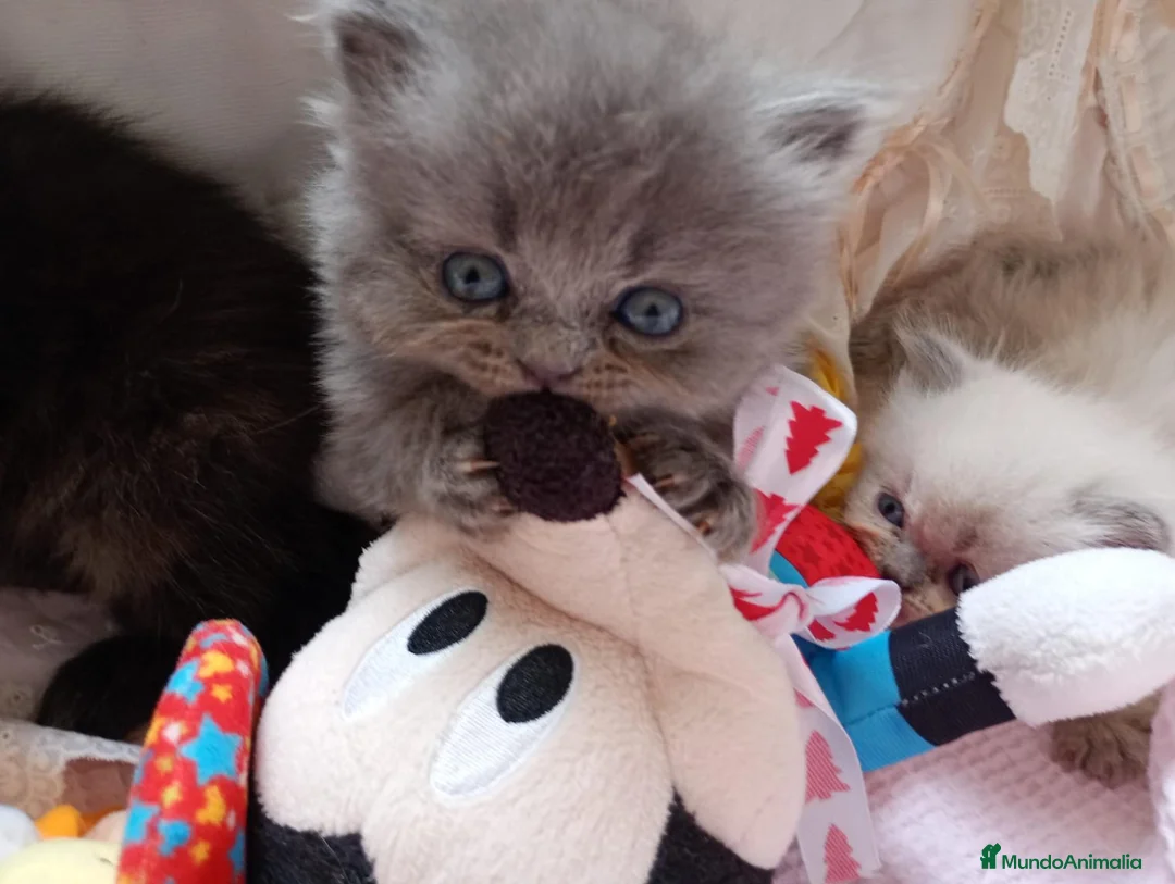 Exótico de Pelo Largo gatos en venta: Gatitos persa y malayo disponible - Anuncio 2
