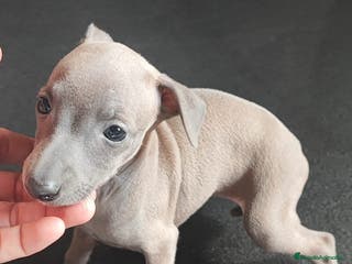 Pequeño Lebrel Italiano perros Galga italiana - Anuncio 3