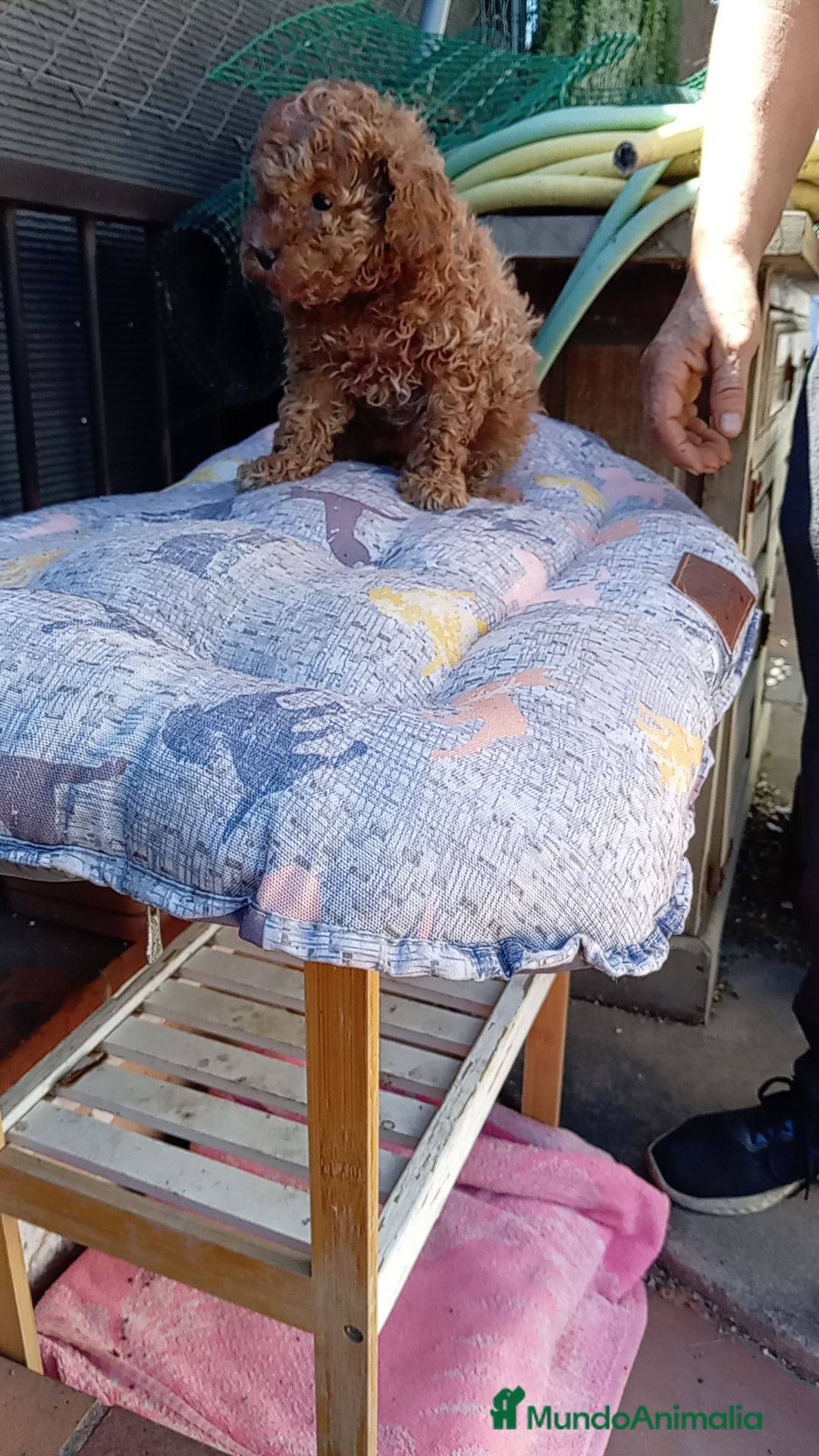 Caniche Toy perros Caniche toy - Anuncio 1
