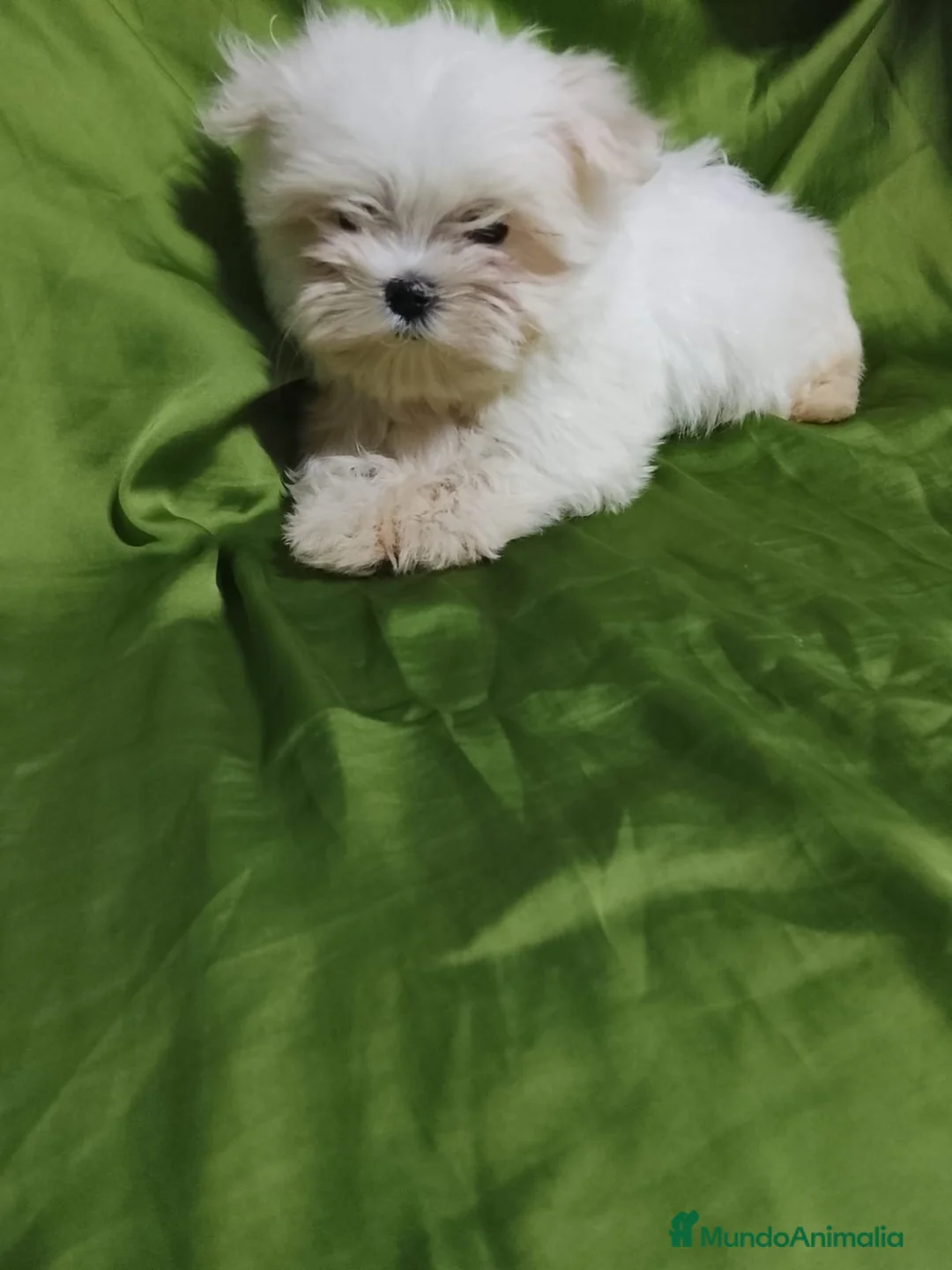 Bichón Maltés perros en venta: Bichón maltés  - Anuncio 7