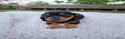 Teckel Miniatura perros en venta: TECKEL MINI ( ENVIO A TODA ESPAÑA )  - Anuncio 3