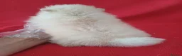 Pomerania perros en venta: Pomerania Mini  - Anuncio 3