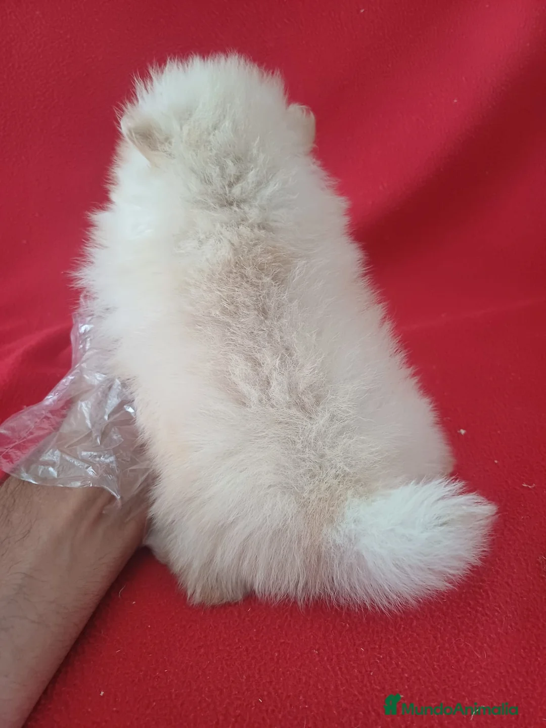 Pomerania perros en venta: Pomerania Mini  - Anuncio 3
