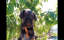 Schnauzer Miniatura perros en venta: Schnauzer Mini Camada de Lola - Imagen 4