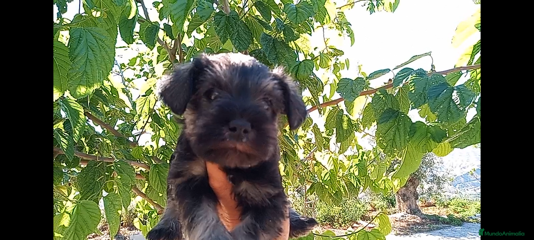 Schnauzer Miniatura perros en venta: Schnauzer Mini Camada de Lola - Imagen 4