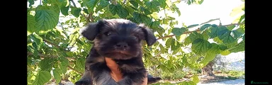 Schnauzer Miniatura Cachorro 3
