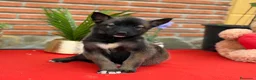 Raza Mixta perros en venta: Mix malinois/husky  - Anuncio 3