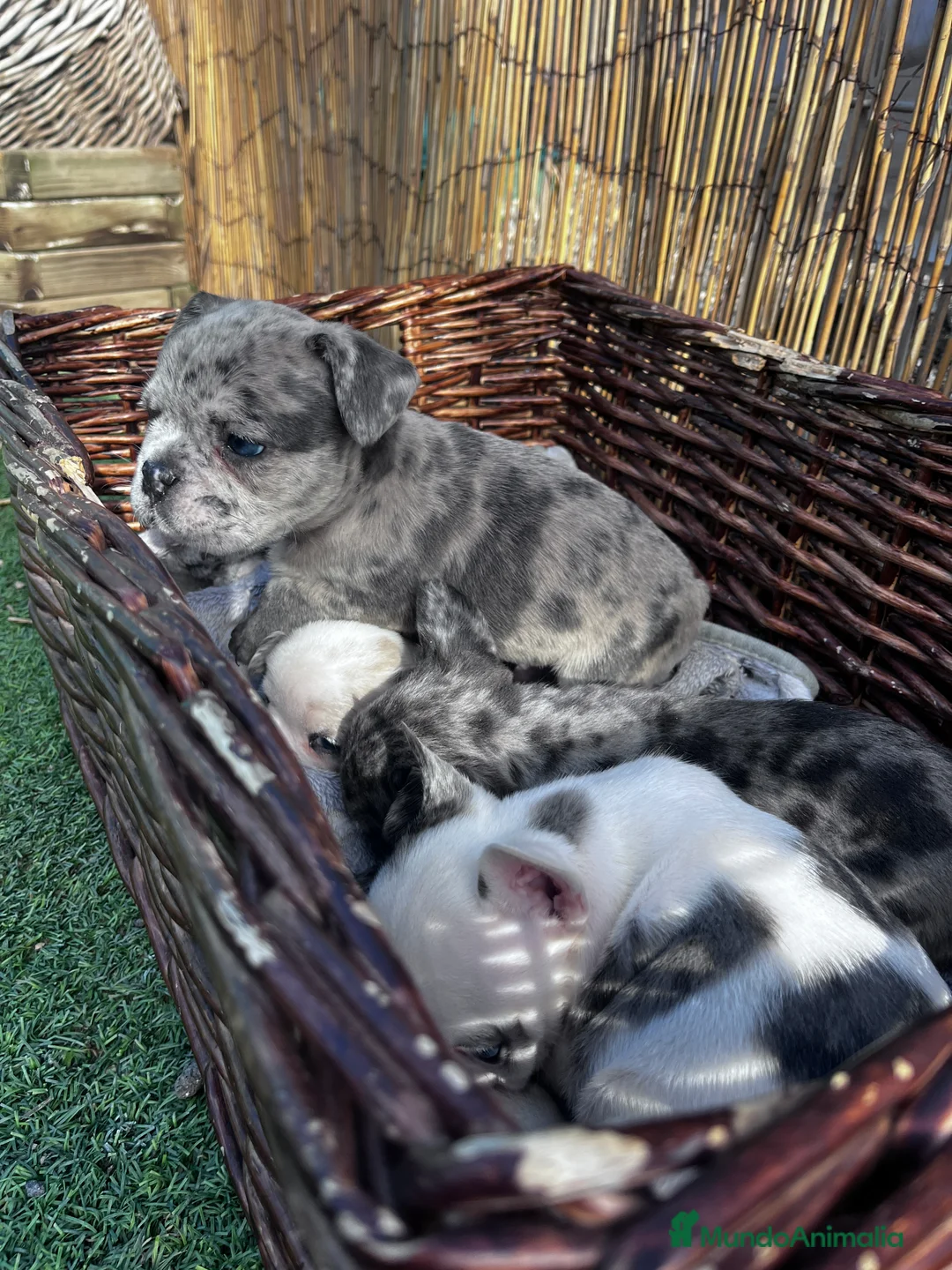 Bulldog Francés perros en venta: “No todos los bulldog francés MERLE son iguales - Anuncio 14