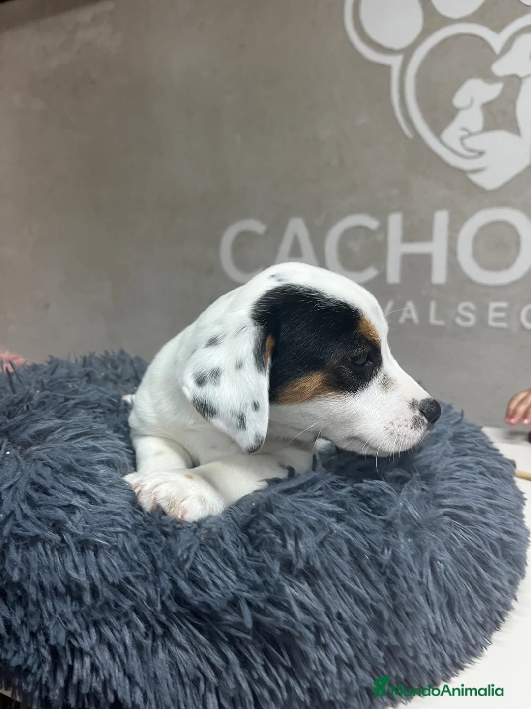 Jack Russell Terrier perros en venta: jack Russell terrier - Anuncio 1