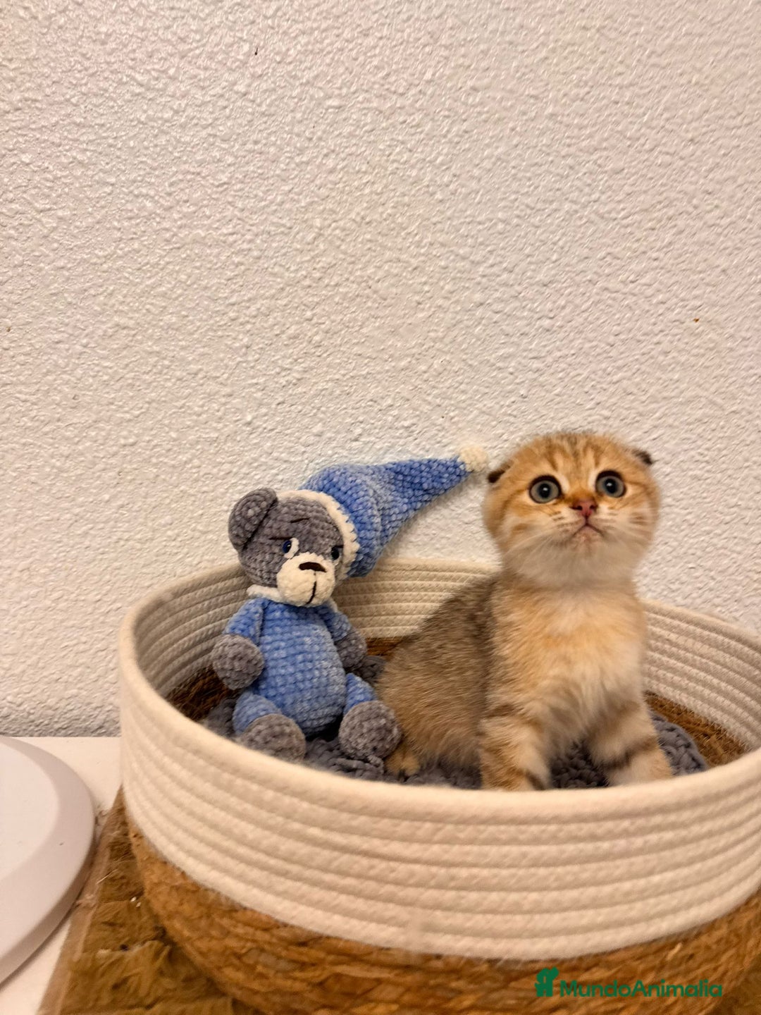 Scottish Fold gatos en venta: Scottish fold golden tabby - Imagen 1