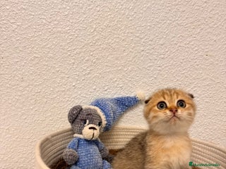 Scottish Fold gatos - Anuncio 7