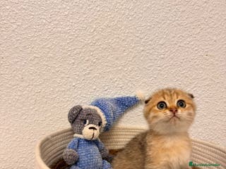 Scottish Fold gatos Scottish fold golden tabby - Anuncio 5