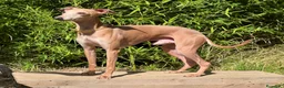 Pequeño Lebrel Italiano perros en venta: Cachorros de Galgo Italiano en Canarias en Santa Cruz de Tenerife - Anuncio 2