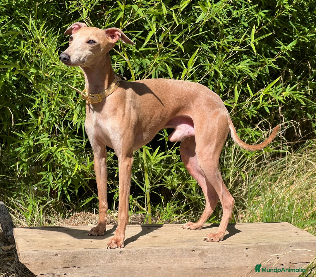 Pequeño Lebrel Italiano perros en venta: Cachorros de Galgo Italiano en Canarias en Santa Cruz de Tenerife - Anuncio 2