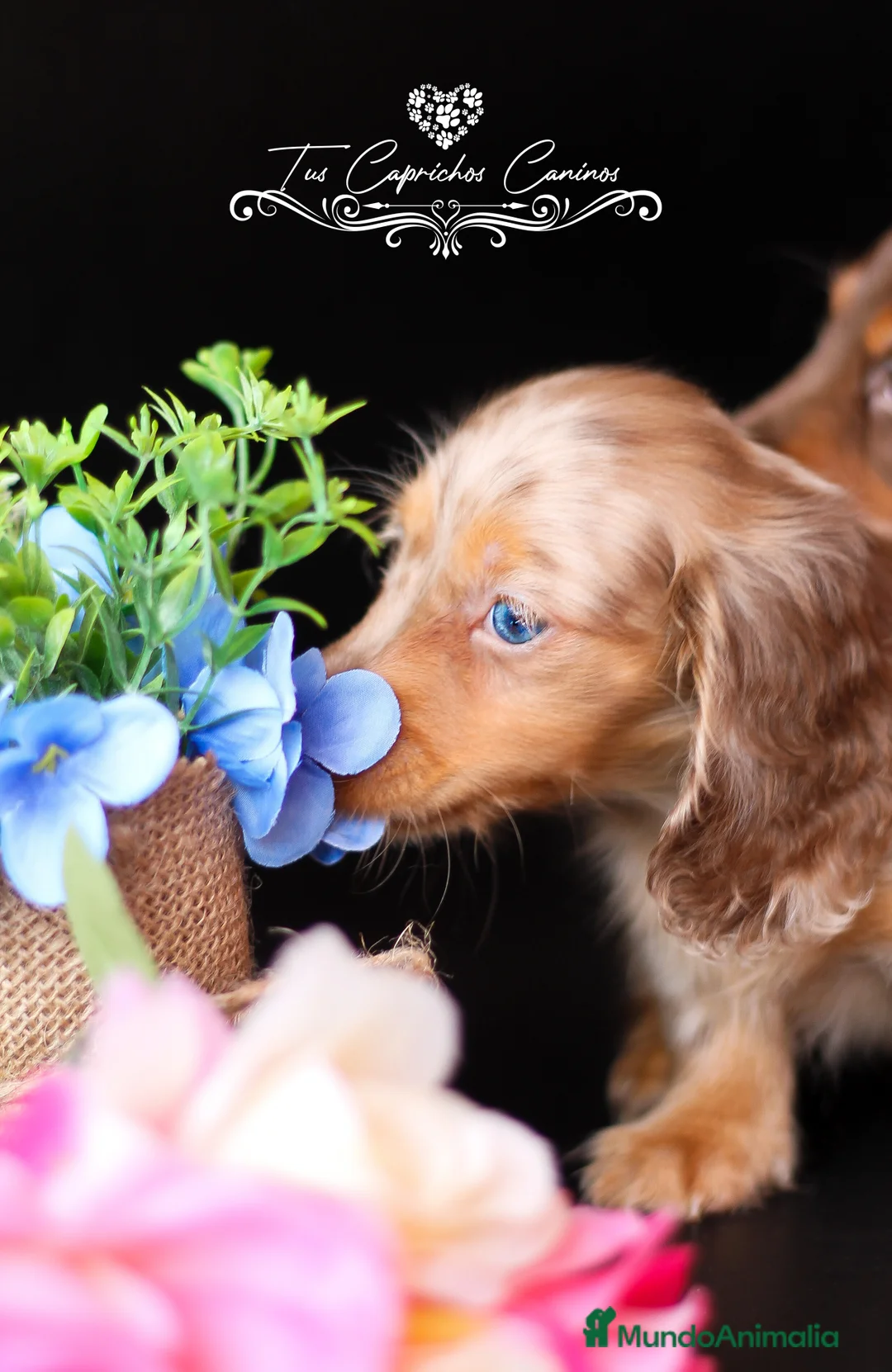 Teckel perros en venta: TUS CAPRICHOS CANINOS * TECKEL DE PELO LARGO  en Cantabria - Anuncio 2
