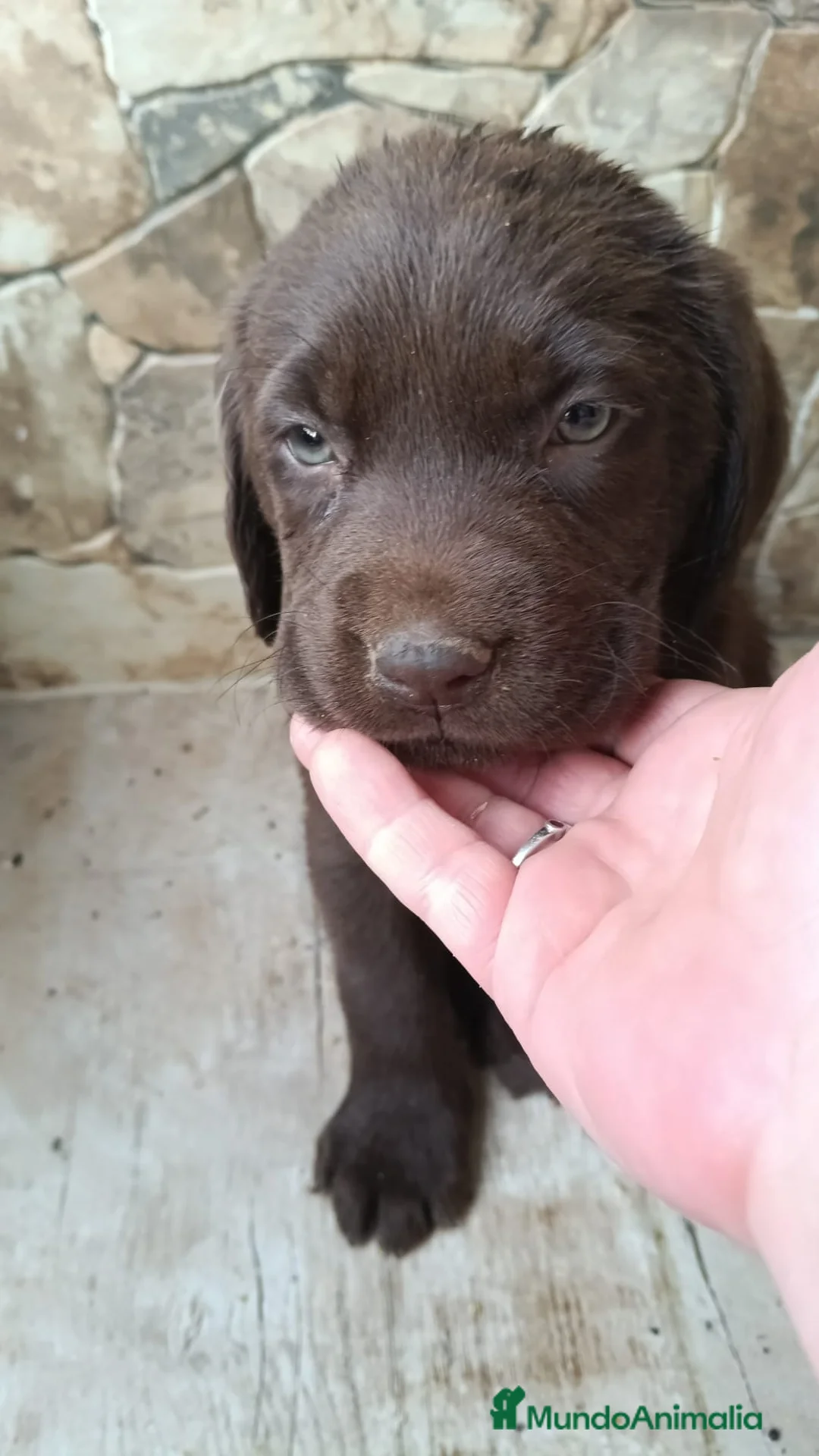 Labrador Retriever perros en venta: Espectaculares labradores chocolate  en Málaga - Anuncio 1