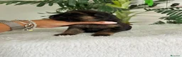 Pastor Alemán perros en venta: PASTOR ALEMAN - Anuncio 5