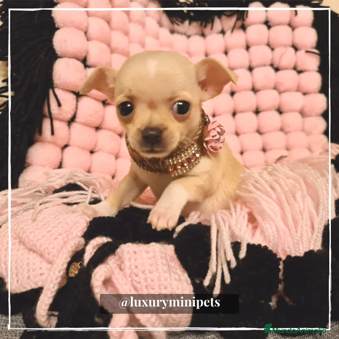 Chihuahua perros en venta: Camada de Chihuahua cabeza de venado en Madrid - Anuncio 4