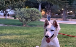 Pastor Blanco Suizo perros en venta: Cachorra Pastor Blanco Suizo  - Imagen 1