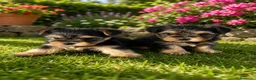 Yorkshire Terrier perros en venta: Yorkshire  - Anuncio 1