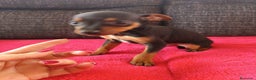 Pinscher Miniatura perros en venta: Pincher miniatura en Badajoz - Anuncio 3