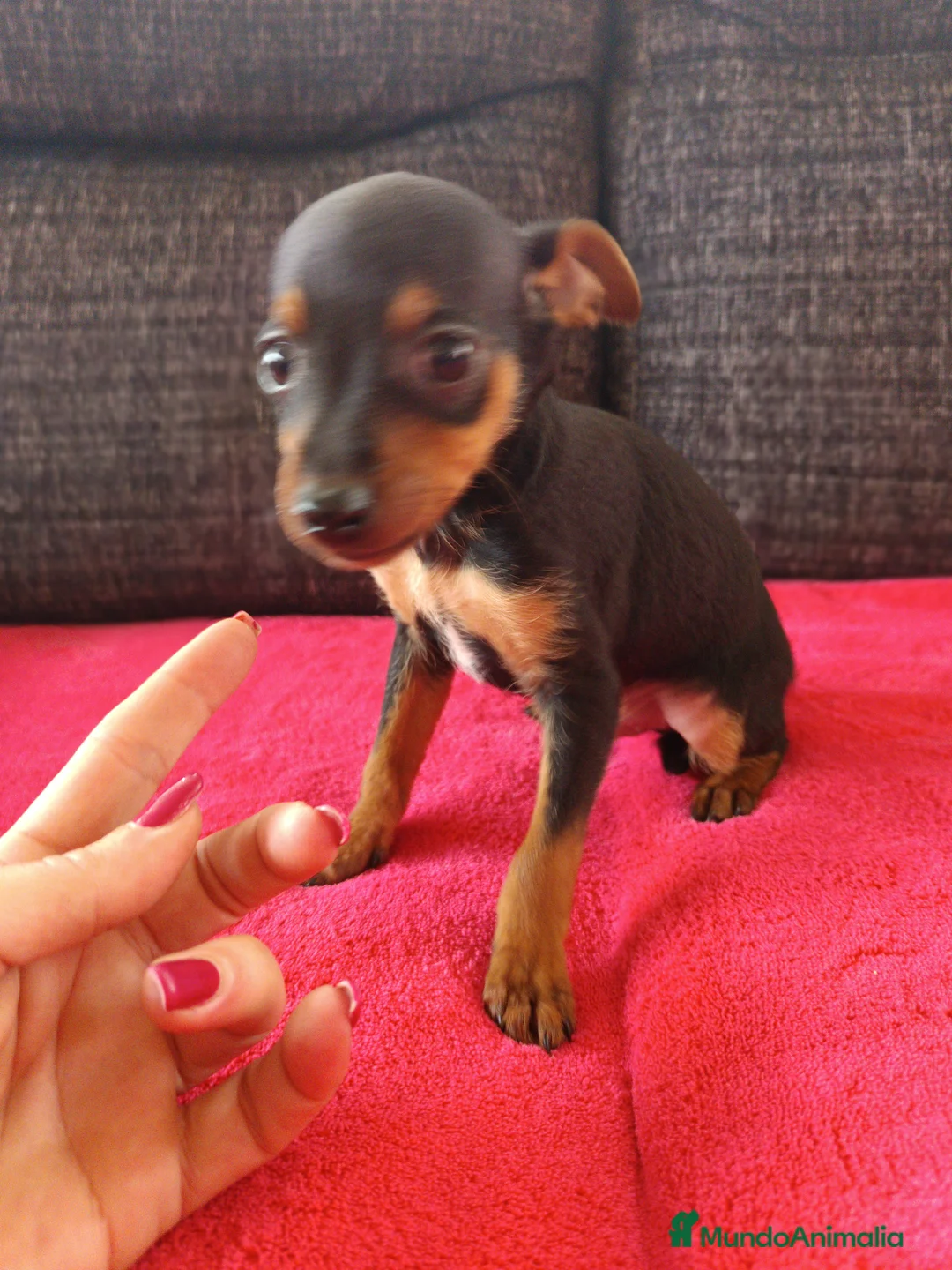 Pinscher Miniatura perros en venta: Pincher miniatura en Badajoz - Anuncio 3