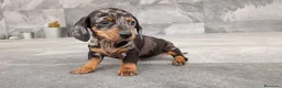 Teckel Miniatura perros en venta: Teckel mini - Anuncio 1